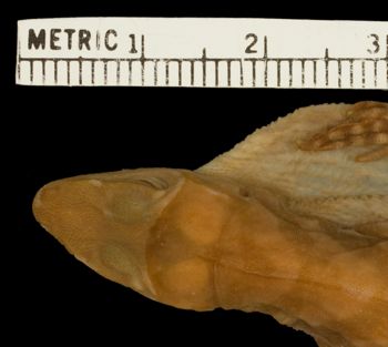 Media type: image;   Herpetology R-92902 Aspect: head dorsal